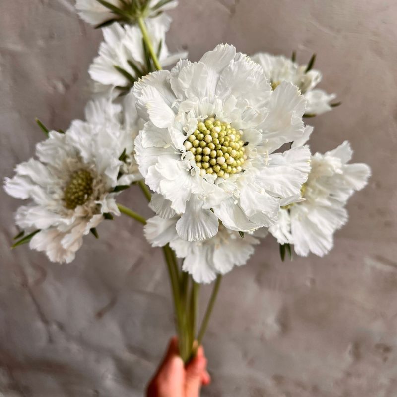 White Fama scabiosa grown in West Bend, Wisconsin